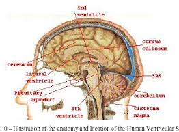 The nervous system consists of the central and the peripheral nervous system. 3d Visualisation Of Cerebrospinal Fluid Flow Within The Human Central Nervous System Semantic Scholar