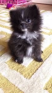 Black And White Pomeranian Puppy For Sale Pomeranian Awww Cute Baby Animals Cute Animals Cute Pomeranian