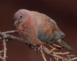seval er v instagram kucuk kumru laughing dove spilopelia senegalensis birds best birds of world birdslovers trakus birdsofig birdselite bird lover