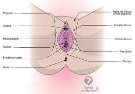 Si les restes sont insuffisants, un petit rabat de la muqueuse vaginale est replié sur la paroi vaginale postérieure, en se rapprochant de la paroi antérieure, sous la forme d'une bande en travers de l'anneau hyménal. Je Voudrais Savoir Si Mon Hymen Est Intact Sexualite Journal Des Femmes