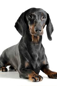 Adorable Black And Tan Dachshund Puppy Studio Shot Of An Adorable Black And Tan Short Haired Dachshund Looking Curiously At The Camera Studio Shot Isolated On White Background Jamnik