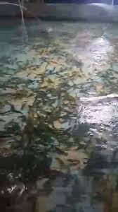 Prawn Fishing Park At Bukit Jalil Kl Sports Recreation Kuala Lumpur Malaysia 20 Reviews 1 221 Photos Facebook