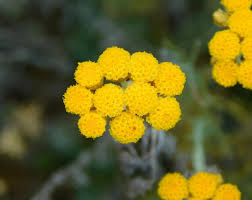Image result for Helichrysum aureo-nitens