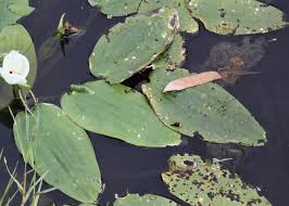 Image result for Ottelia ulvifolia