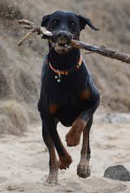 Lancaster puppies has doberman pincher puppies for sale. Doberman Lab Mix All About This Incredible Cross Breed