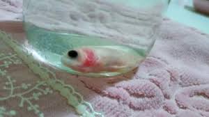 Battı balık yan gider kelimesi anlamı 40 defa okunmuştur. Baligim Yan Yuzuyor Ne Yapmaliyim Kizlarsoruyor