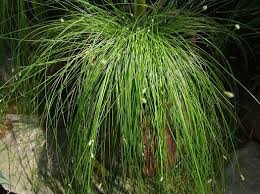 Image result for Isolepis prolifera