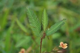 Image result for Aeschynomene leptophylla