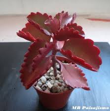 Pin By Carmen Plazas On Sukulenty A Kaktusy Cacti And Succulents Planting Succulents Flora Flowers