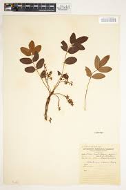 Image result for Ekebergia benguelensis