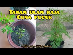Semai benih dalam kedudukan mendatar dalam lubang sedalam 1 cm. Cara Semai Ulam Raja Guna Pucuk Little Kebun Youtube