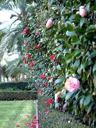 Camellias Can Be Used As An Espalier Hedge A Bush Or A Tree Form Different Sizes And Colors Likes Shade Regular Water Ac Shade Plants Plants Garden Shrubs