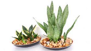 Snake plant propagation in water and soil by leaf cuttings (sansevieria). How To Make An Indoor Tabletop Snake Plant Water Garden At Home Youtube