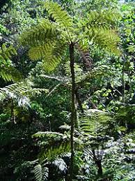 Tabungan britama bri dilengkapi dengan kartu debit bri jenis classic atau gold. Bunga Forest Botanical Reserve Wikipedia