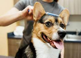 You do not want your faithful friend to be dirty, stinking or sick. Dog Grooming Spa Services Dogtopia Edmonton International Airport