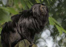 Pin On Primates New World Black Lion Tamarin Leontopithecus Chrysopygus