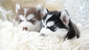 See our new arrivals for more! Cute Siberian Husky Puppies Looking Stock Footage Video 100 Royalty Free 10123250 Shutterstock