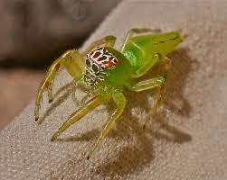 Your little green spider stock images are ready. Mopsus Mormon Wikipedia