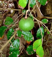 Image result for Oncoba