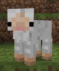 Its Its A Baby Sheep Lok At That Face Though