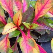 Обзор аквариумное растение альтернантера рейнека мини (alternanthera reinecki mini) в геле. Wholesale Alternanthera Red Carpet Rooted Plug Liners Trees To Plant Plants Sun Loving Plants