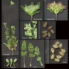 Image result for Apiaceae