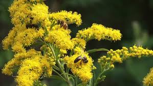 Maybe you would like to learn more about one of these? Solidago Canadensis Canada Goldenrod With Stock Footage Video 100 Royalty Free 4639232 Shutterstock