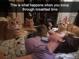 Hilarious Cat Snapchats Funny Cat Memes Funny Cats Funny Cat Pictures
