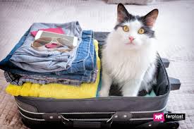 Carrier's mesh panels offer ventilation, locking zippers for safety. Tips On How To Travel In A Plane With Your Cat