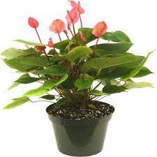 Pin On Gardening Pink Plants I Am Thinking Of Getting