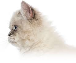 How much does it cost to cremate a cat our everyday life picture of how much is it cremate cat on cats or the cost of pet cremation process. Hamilton Niagara Veterinary Mobile Euthanasia Services Pet Aftercare Cremation Hamilton Dundas Niagara