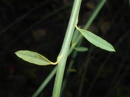 Image result for Spartium