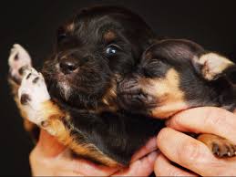 The things that cause a fear are not always rational. Highly Contagious Virus Killing Dogs Was Flatlining Before Covid But Could That Soon Change The Independent