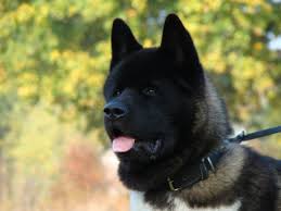 Le parole non bastano a descrivere la lealtà e l'affetto del migliore amico dell'uomo. Razze Che Preferiscono Gli Umani Ai Cani Blog Di Rover