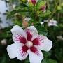 Profile Picture of Lil' Kim® Rose of Sharon - Green Promise Farms (@greenpromisefarms.com) on Google