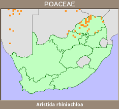 Image result for Aristida rhiniochloa