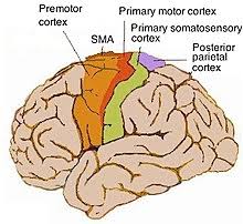 1) the primary auditory cortex is located in the: Cerebral Cortex Wikipedia