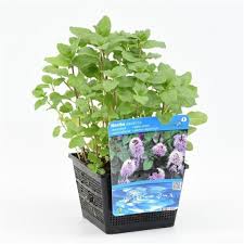Image result for Mentha aquatica