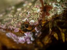 Image result for Crabbea glandulosa