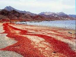 It is a small island off the coast of australia. Migration Of Red Crabs On Christmas Island Australia Christmas Island Crabs Christmas Island Island