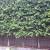 Syzygium Paniculata Hedge