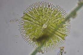 Image result for Micractis