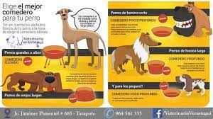 Elige El Mejor Comedero Para Tu Perro Movie Posters Movies Poster
