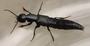 Image result for Pterygota