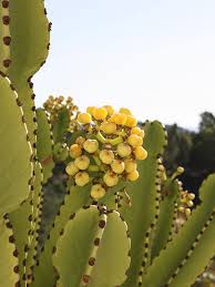 Image result for Euphorbia ingens