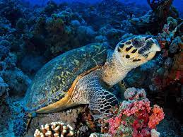 The hawksbill sea turtle is found in the indian, pacific and atlantic oceans. Hawksbill Sea Turtle Sea Turtle Facts And Information