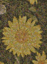 Image result for Athroisma gracile