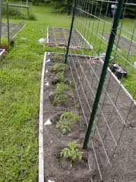 Tomato Trellis Ideas To Maximize Your Yield And Easier Picking Diyerlabs Tomato Trellis Garden Trellis Tomato Garden