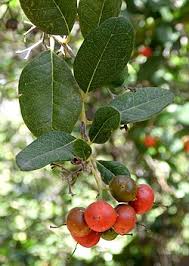 Image result for Pentaphylacaceae