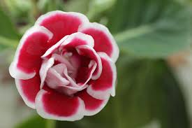 Gloxinia Flower Opening Flowers Natural Phenomena Rose